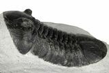 Jet Black, Asaphus Trilobite - Slemestadt, Norway #183714-2